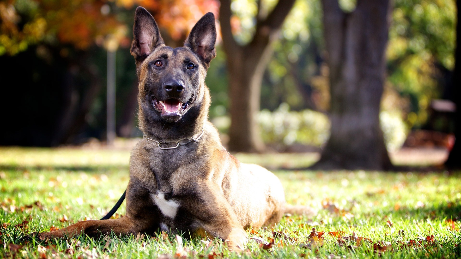 Los entrenadores de perros de servicio no necesitan necesariamente una certificación.